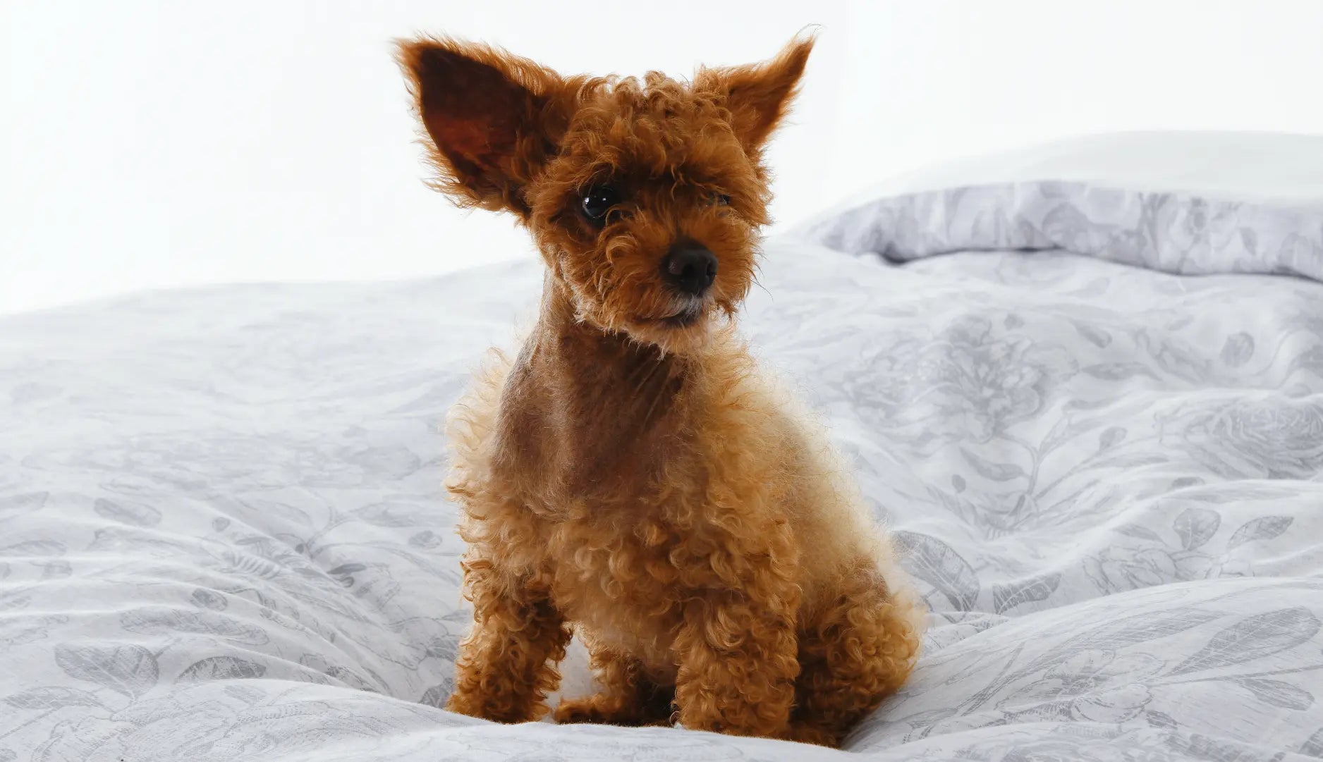 Redssen 2025 New Arrivals: 9 Fresh Colors for Autumn & Winterrivals